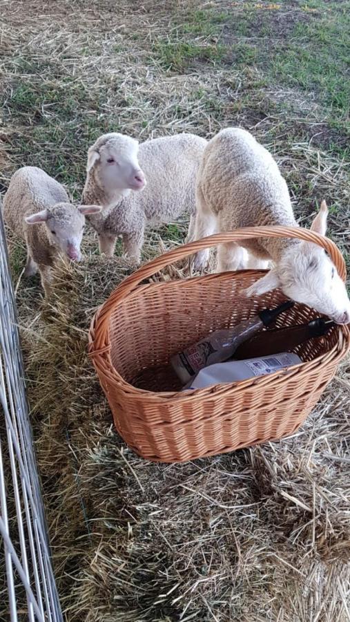 New Horizons Farm Stay Smeaton Extérieur photo